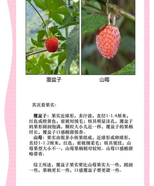 覆盆子跟树莓有什么区别？6个维度量化对比，帮你一选就准