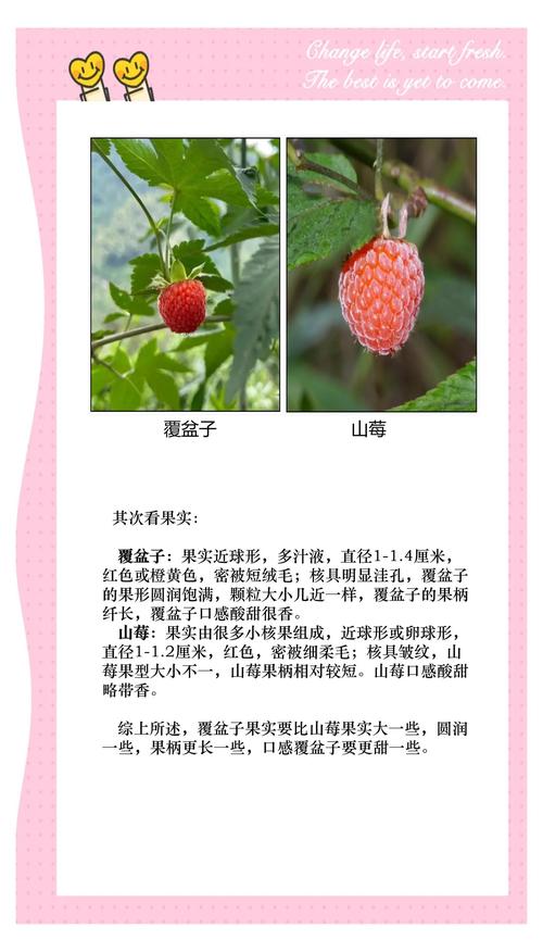 覆盆子跟树莓有什么区别?6个维度量化对比,帮你一选就准 覆盆子 vs 树莓:它们不是同一种植物