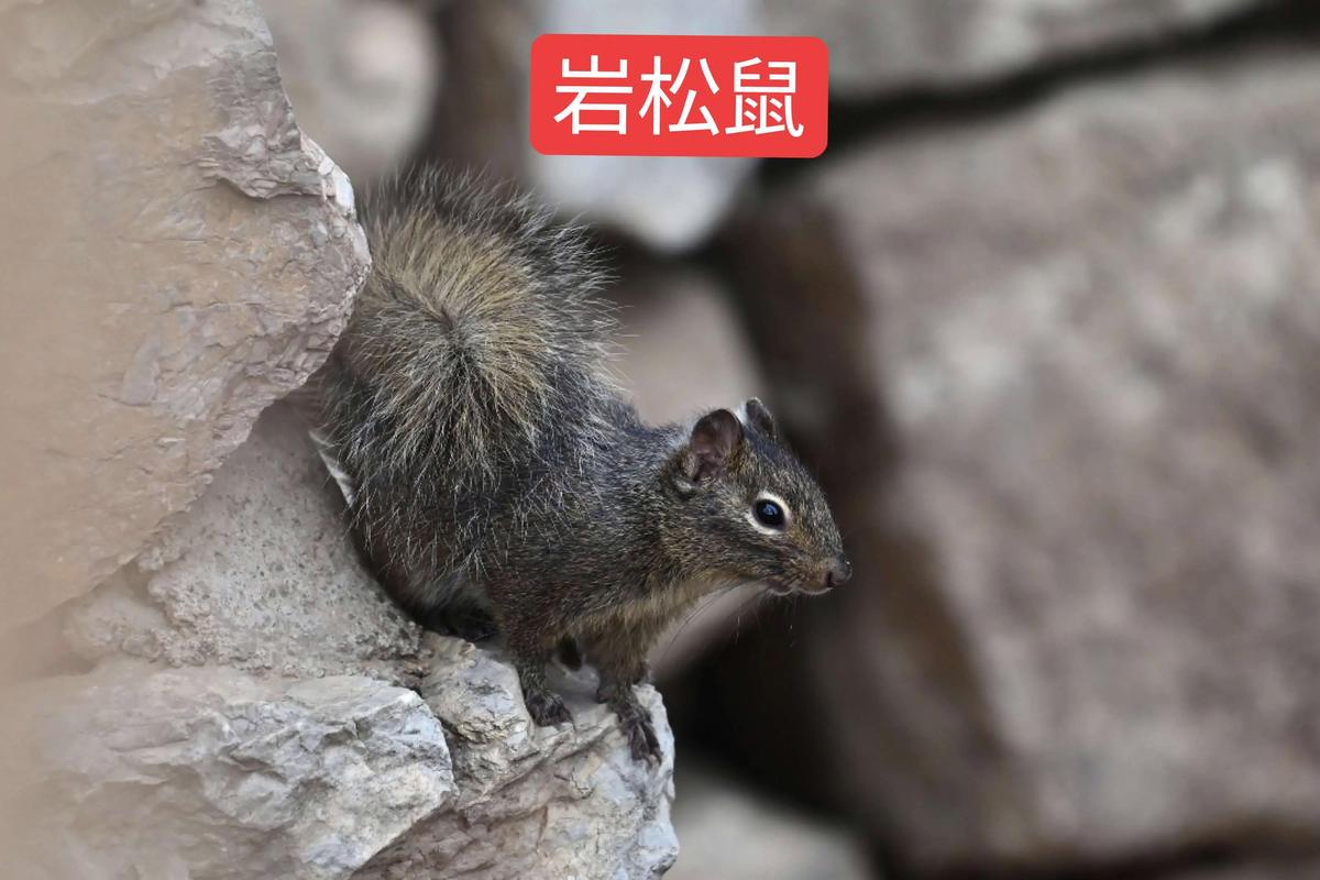 松鼠的特点有哪些?松鼠科啮齿动物的形态特征与生活习性 别名