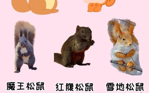 松鼠的特点有哪些？松鼠科啮齿动物的形态特征与生活习性