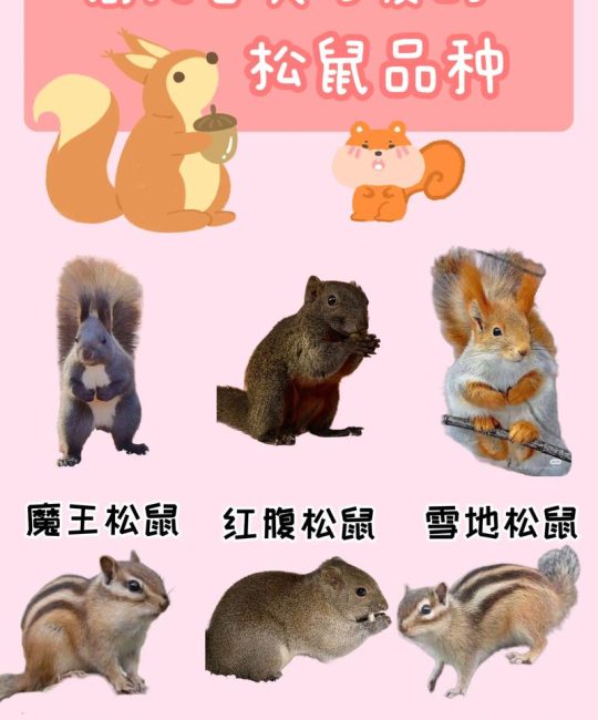松鼠的特点有哪些？松鼠科啮齿动物的形态特征与生活习性