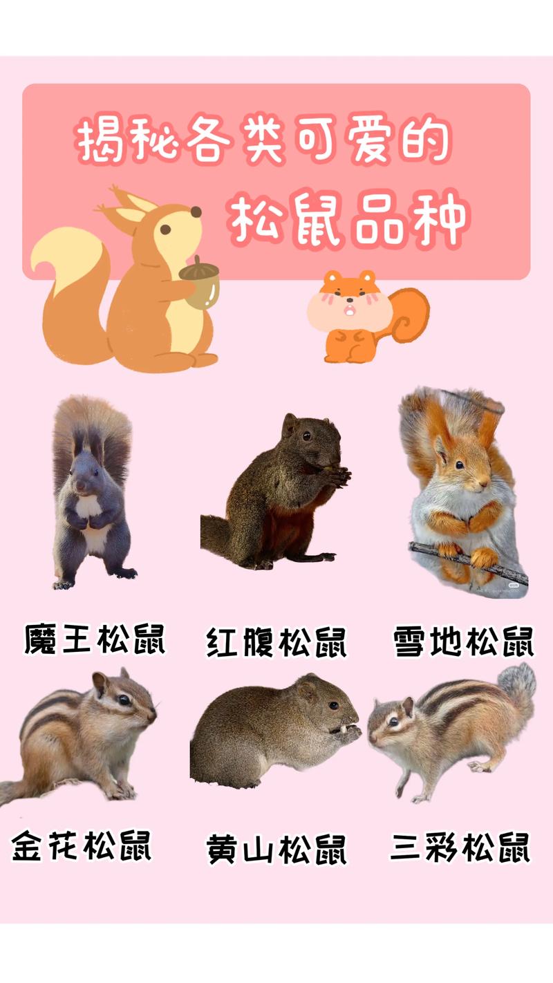松鼠的特点有哪些?松鼠科啮齿动物的形态特征与生活习性 名称