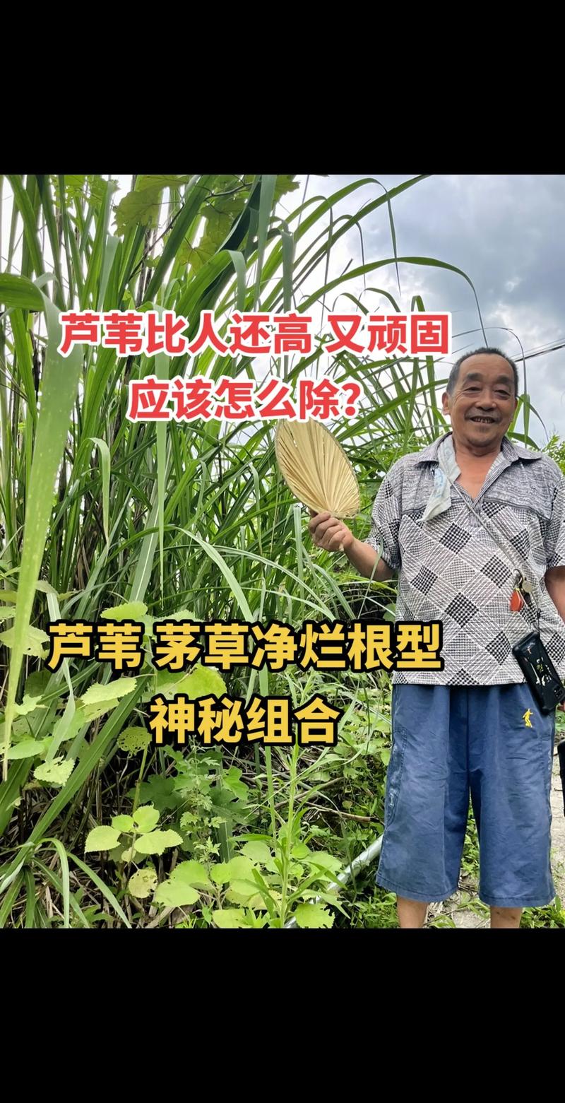 芦苇在水循环中的生态作用与药食价值 芦苇与水循环:生态系统的天然水泵