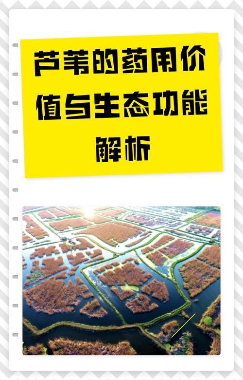 芦苇在水循环中的生态作用与药食价值 药用常识:传统记载中的清热生津之功