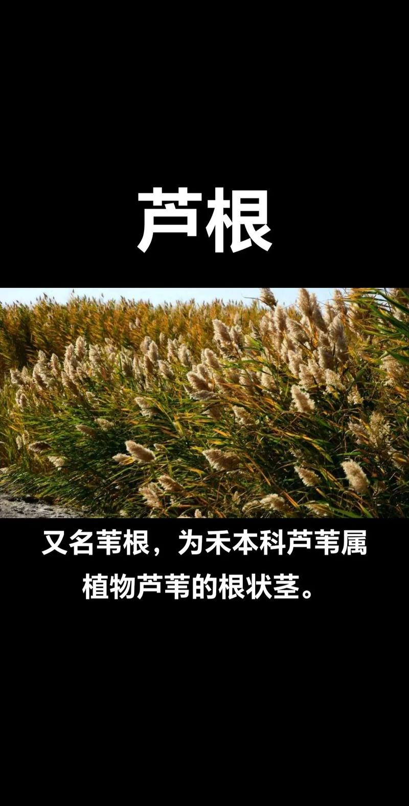 芦苇在水循环中的生态作用与药食价值 安全性提示:易混淆植物与风险防范