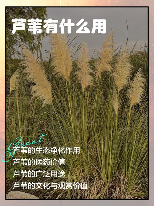 芦苇在水循环中的生态作用与药食价值 标准警示语