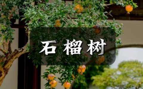院子右边种什么树好？庭院园艺设计师的科学方案与养护指南