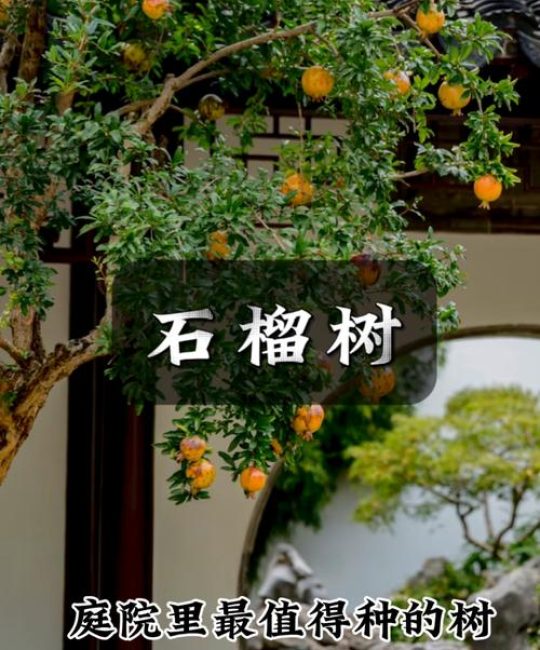 院子右边种什么树好？庭院园艺设计师的科学方案与养护指南