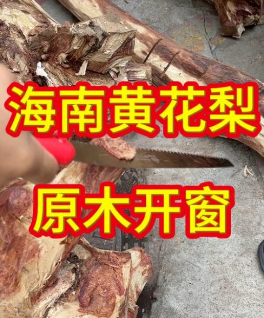 降香黄檀（海南黄花梨）百科：从植物学角度解读哪种料质最好