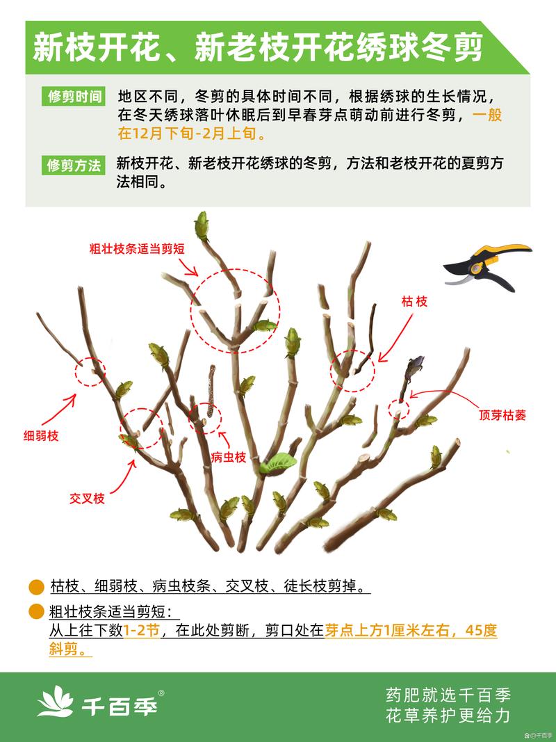 绣球花焉了怎么修剪?从浇水到换盆,家庭养花完整指南 绣球花焉了怎么修剪?从浇水到换盆,家庭养花完整指南