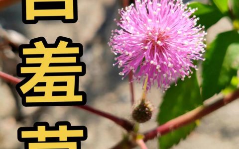 含羞草是含羞草吗？揭开它“害羞”背后的秘密