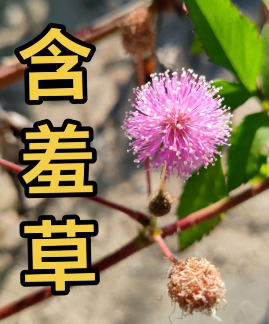 含羞草是含羞草吗？揭开它“害羞”背后的秘密