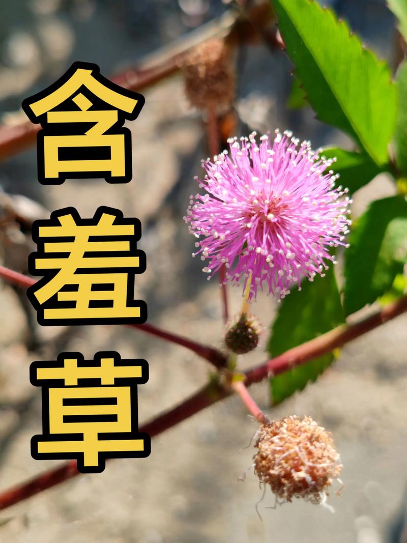 含羞草是含羞草吗?揭开它“害羞”背后的秘密 含羞草是含羞草吗?