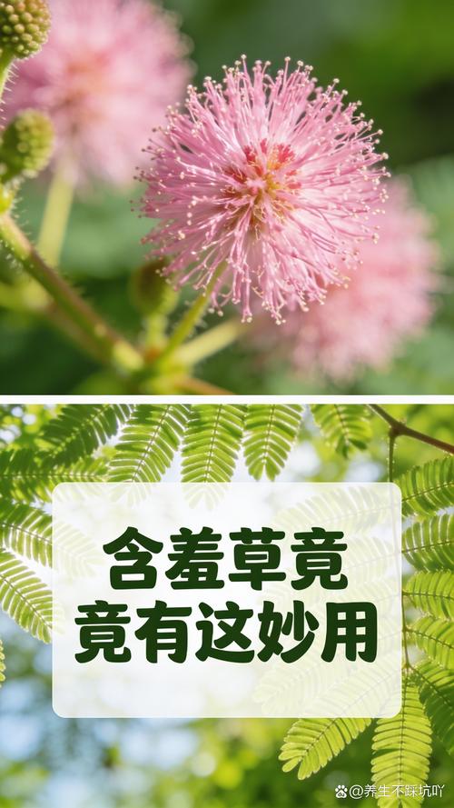含羞草是含羞草吗?揭开它“害羞”背后的秘密 含羞草真的“害羞”吗?