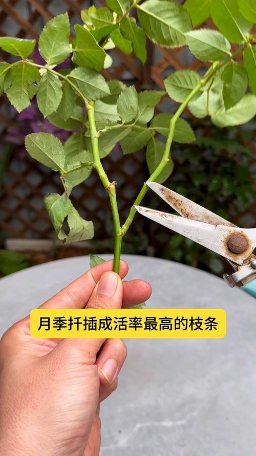 如何扦插月季花成活率高?嫩枝扦插从基质到移栽的完整要点 二、剪穗、消毒和生根处理