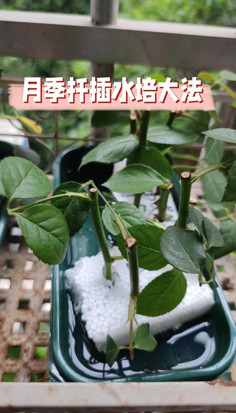 如何扦插月季花成活率高?嫩枝扦插从基质到移栽的完整要点 五、移栽时机和缓苗