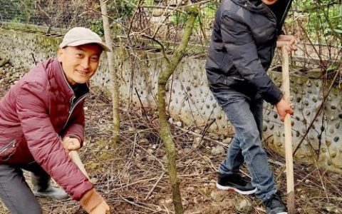 什么时候种柿子树？掌握这3个时间节点，成活率高达95%