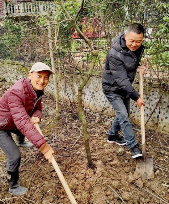 什么时候种柿子树？掌握这3个时间节点，成活率高达95%
