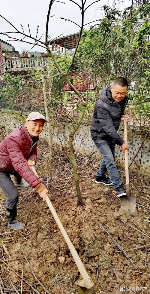什么时候种柿子树?掌握这3个时间节点,成活率高达95% 一、柿子树最佳种植时间:春秋两季各有优势