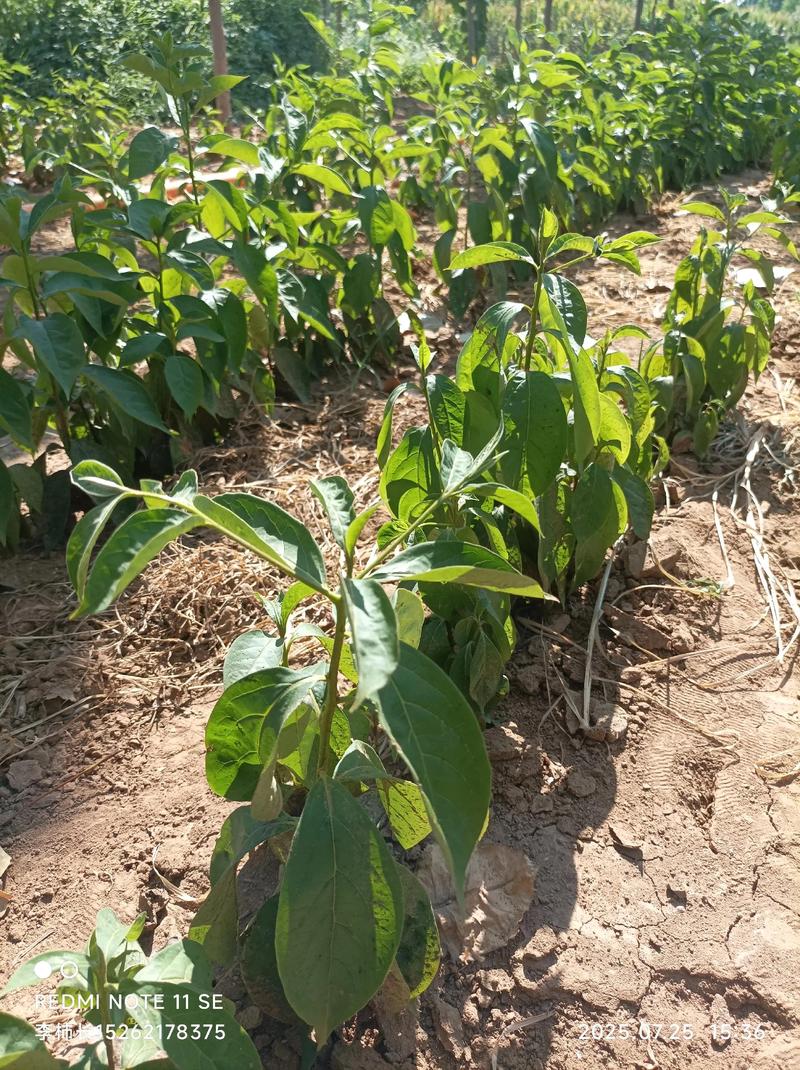 什么时候种柿子树?掌握这3个时间节点,成活率高达95% 二、品种与适种地区:选对品种是丰产的前提