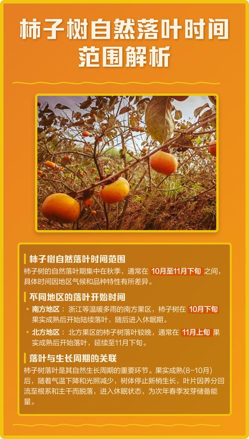 什么时候种柿子树?掌握这3个时间节点,成活率高达95% 五、苗木采购质量判断标准