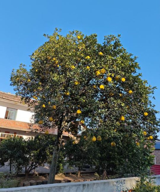 柚子树种在院子的哪个位置好？科学选择与布局指南