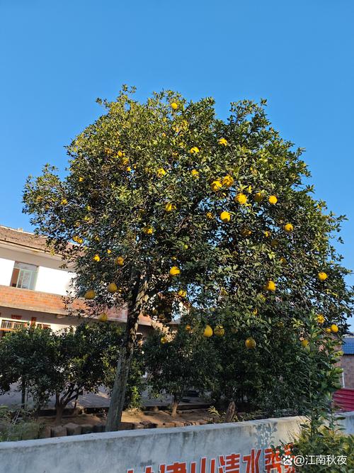 柚子树种在院子的哪个位置好？科学选择与布局指南
