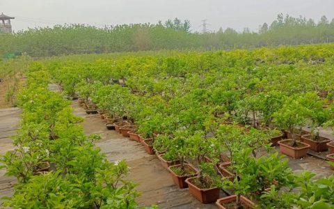 沧州果树苗批发市场在哪里？一份现场采购的标准化核查指南