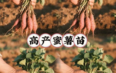 100公斤红薯能育多少苗？科学计算与实用指南