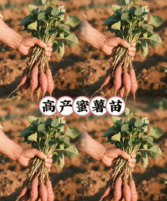 100公斤红薯能育多少苗？科学计算与实用指南