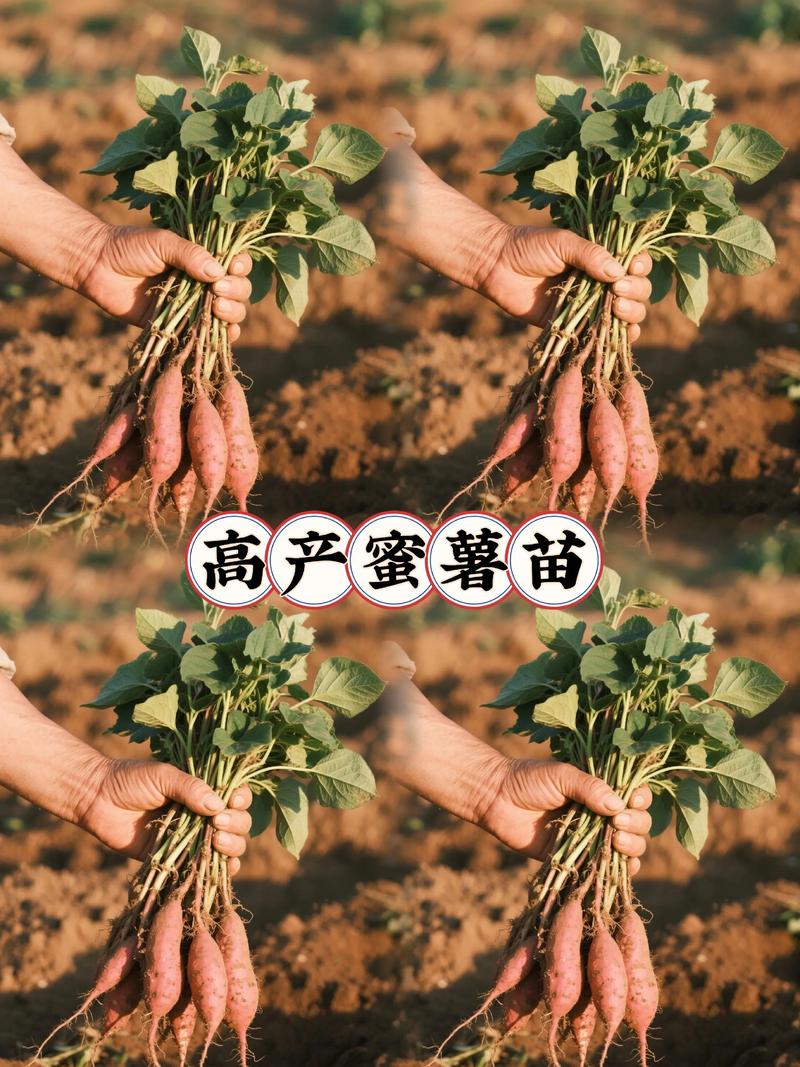 一、红薯育苗的基本原理