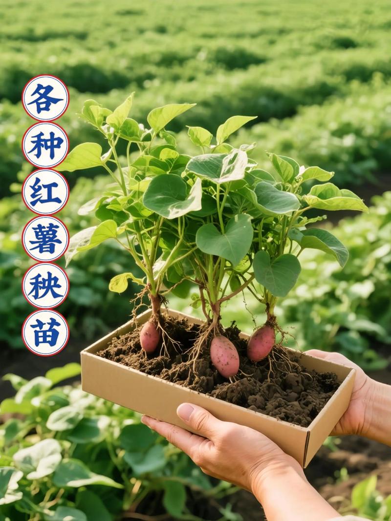 二、理论计算：100公斤红薯的育苗潜力
