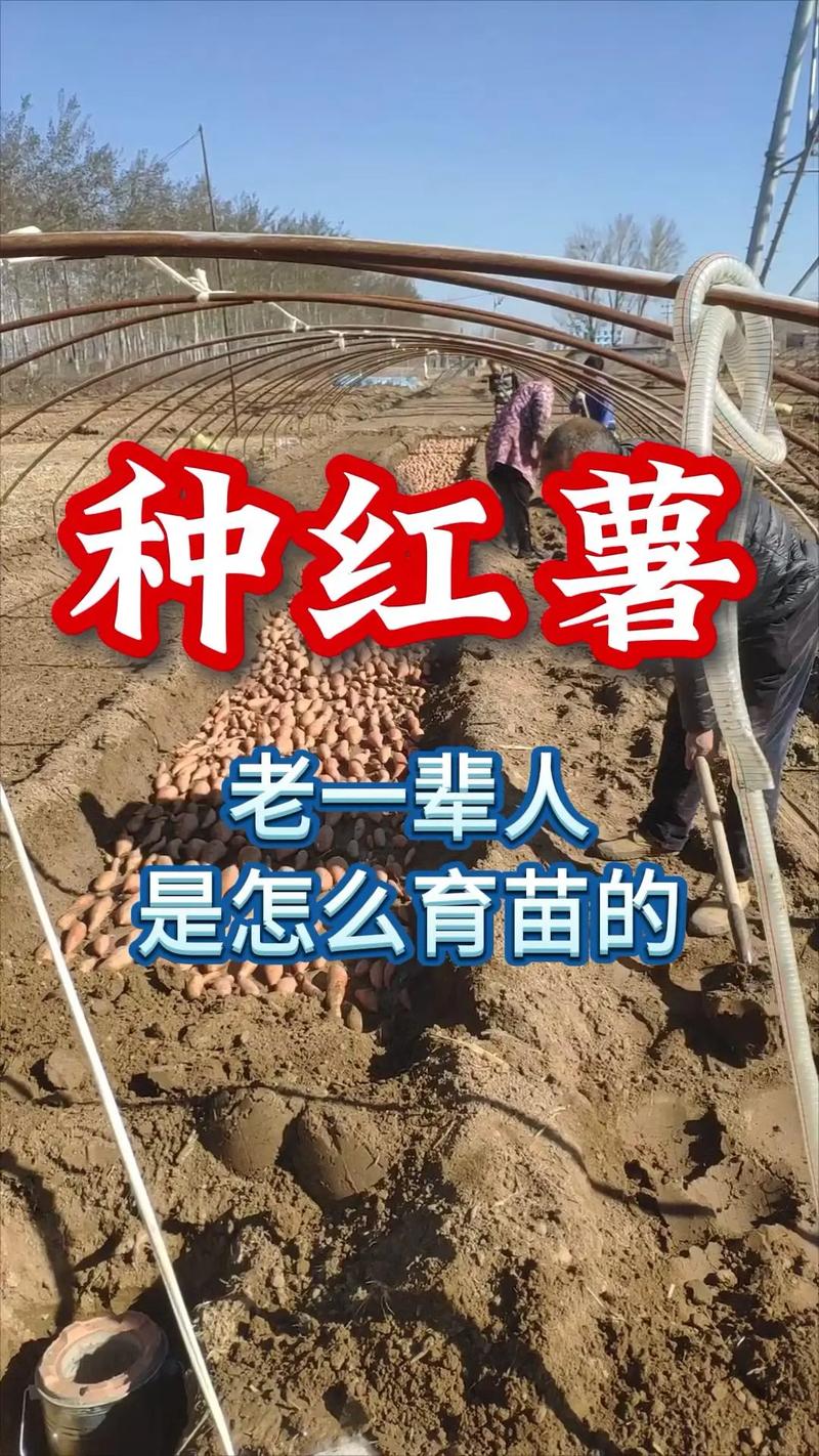 三、影响实际出苗率的因素