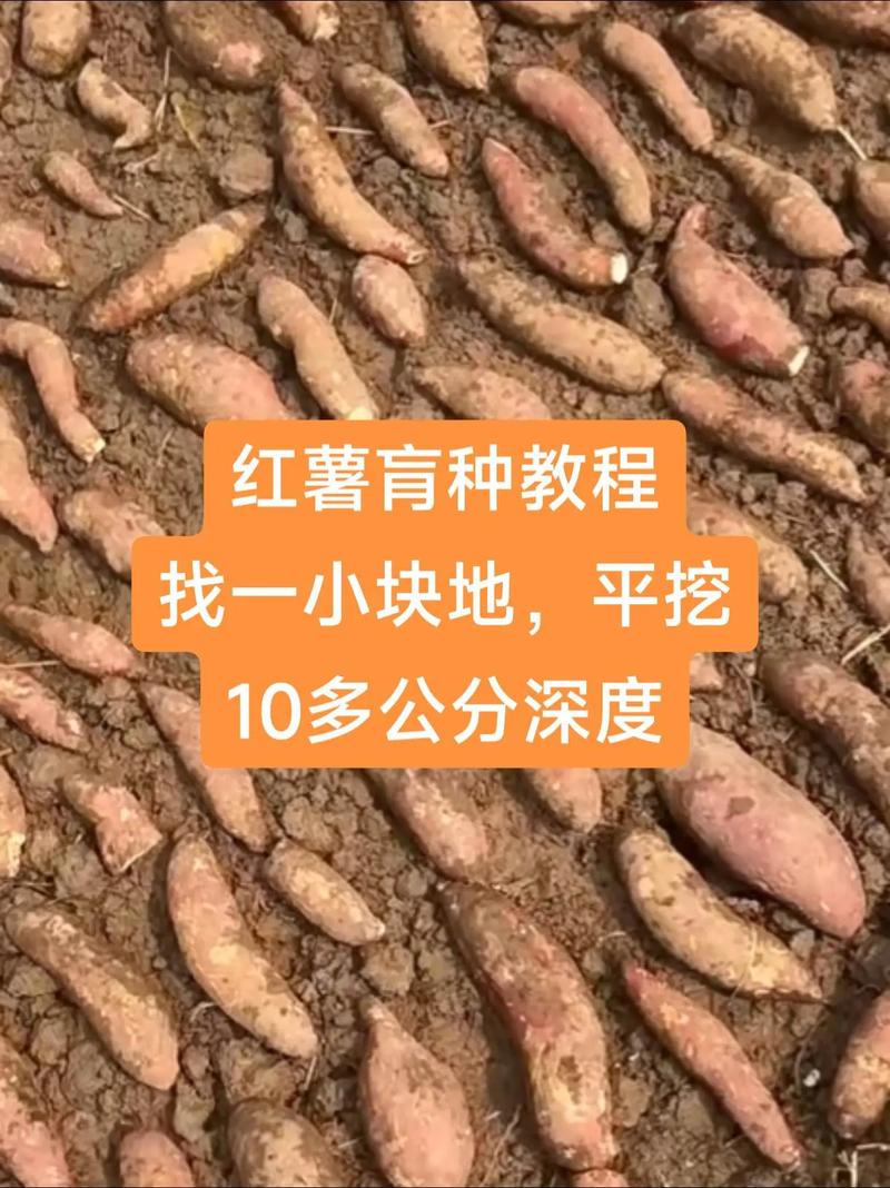 四、实际应用建议