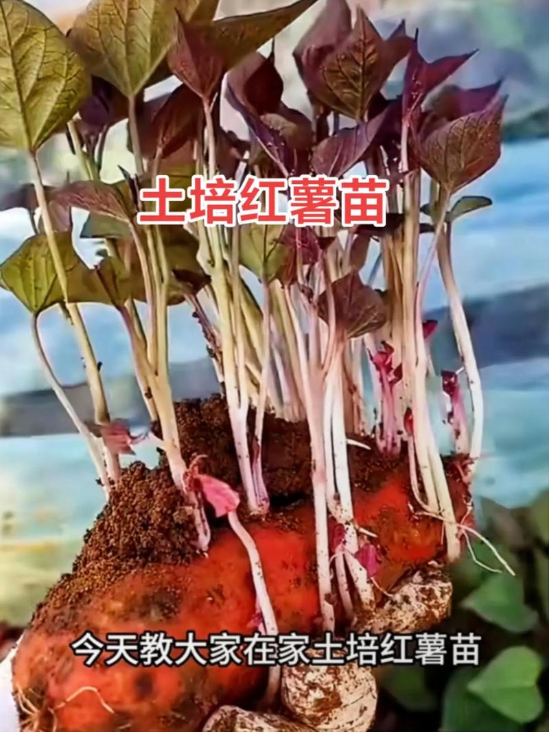 五、总结