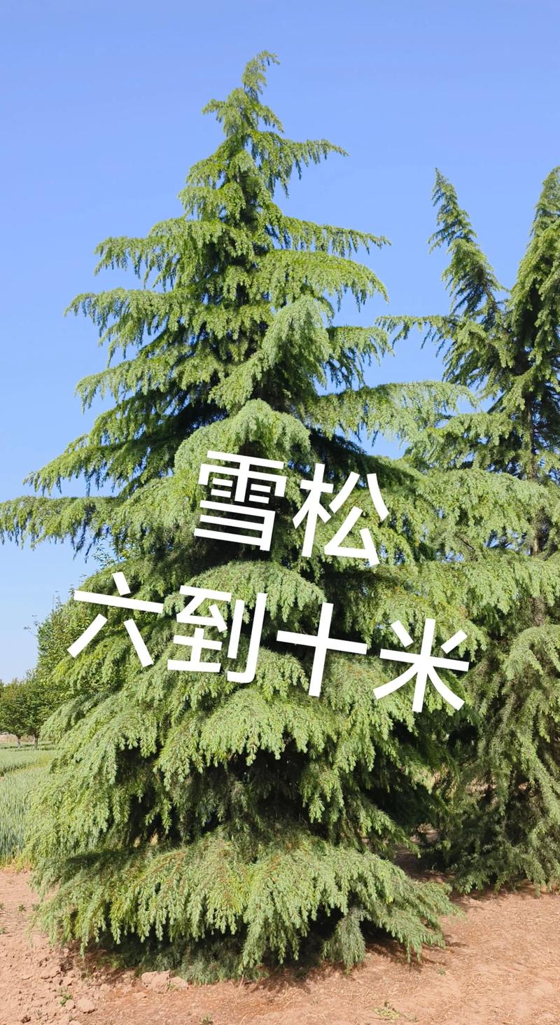 哪里有卖雪松树?雪松采购渠道筛选与苗木质量验收指南 第一步:明确需求并初筛候选渠道