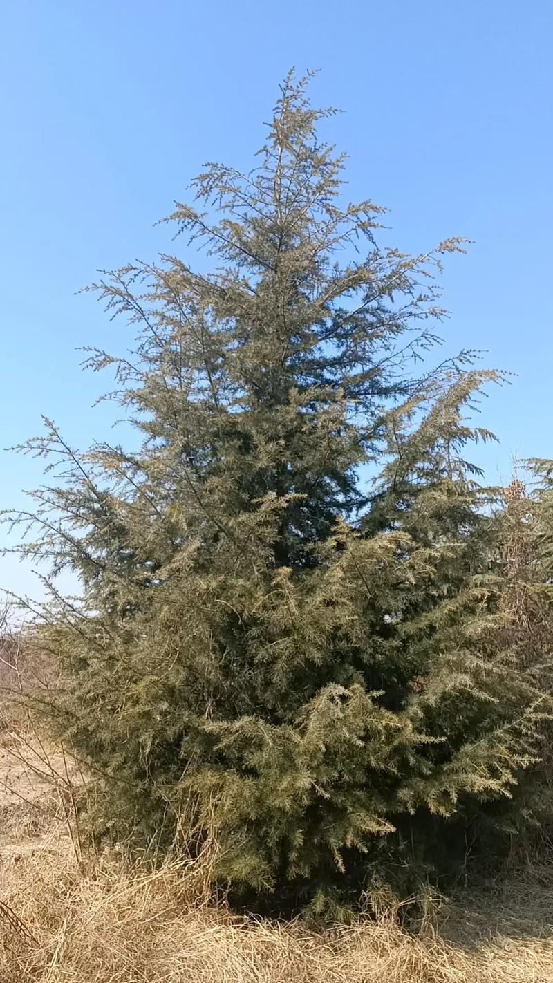 哪里有卖雪松树?雪松采购渠道筛选与苗木质量验收指南 第三步:规格标准解读与测量