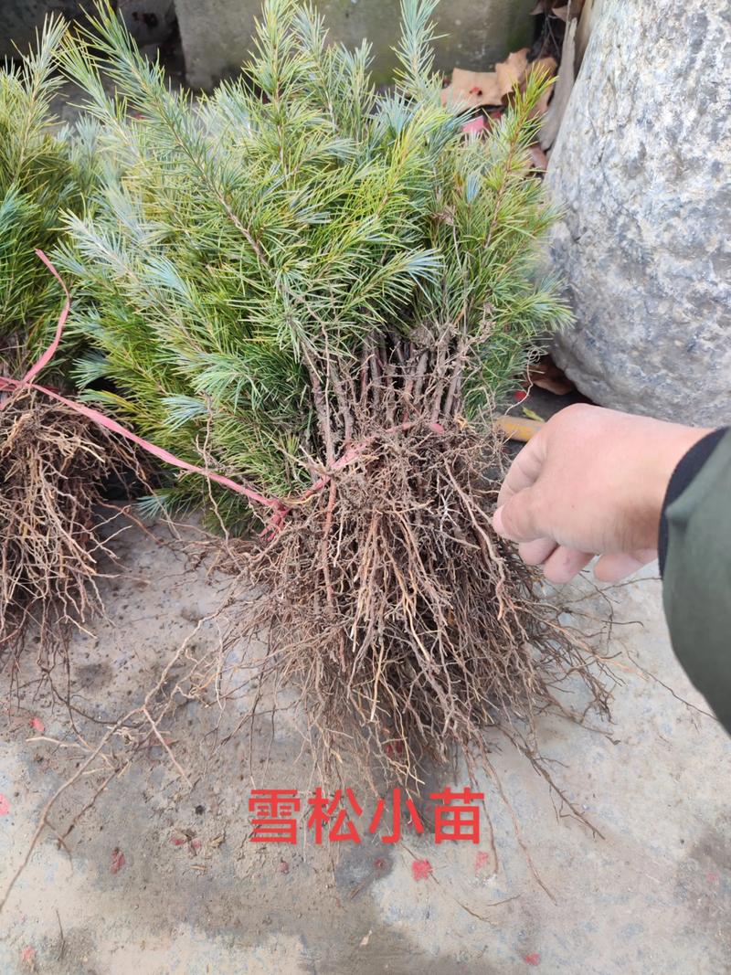 哪里有卖雪松树?雪松采购渠道筛选与苗木质量验收指南 第二步:品种真实性核查