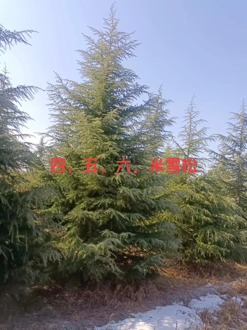 哪里有卖雪松树?雪松采购渠道筛选与苗木质量验收指南 第五步:运输与检疫合规