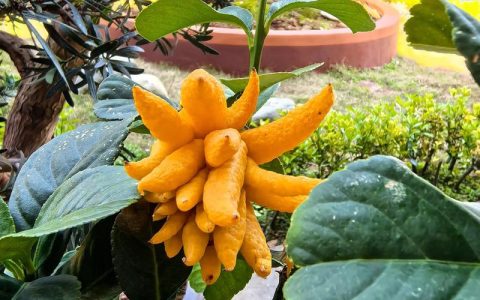 佛手柑的花语是什么？从文化寓意到养护要点全解析