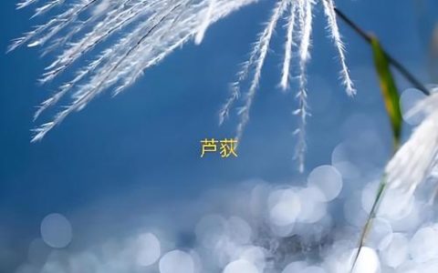 芦竹和芦苇是一种植物吗？核心区别对照与种植应用指南