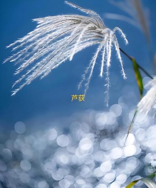 芦竹和芦苇是一种植物吗？核心区别对照与种植应用指南
