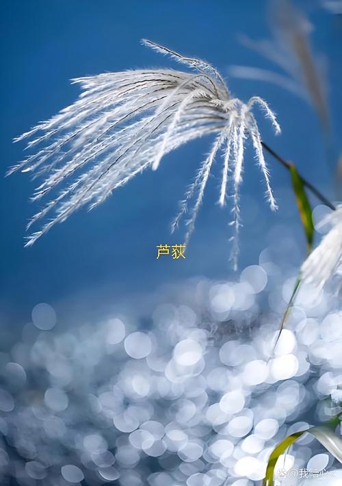 芦竹和芦苇是一种植物吗?核心区别对照与种植应用指南 芦竹和芦苇是一种植物吗?核心区别对照与种植应用指南
