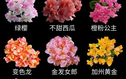 婆罗洲樱花三角梅勤花吗？保姆级养护攻略助你爆盆