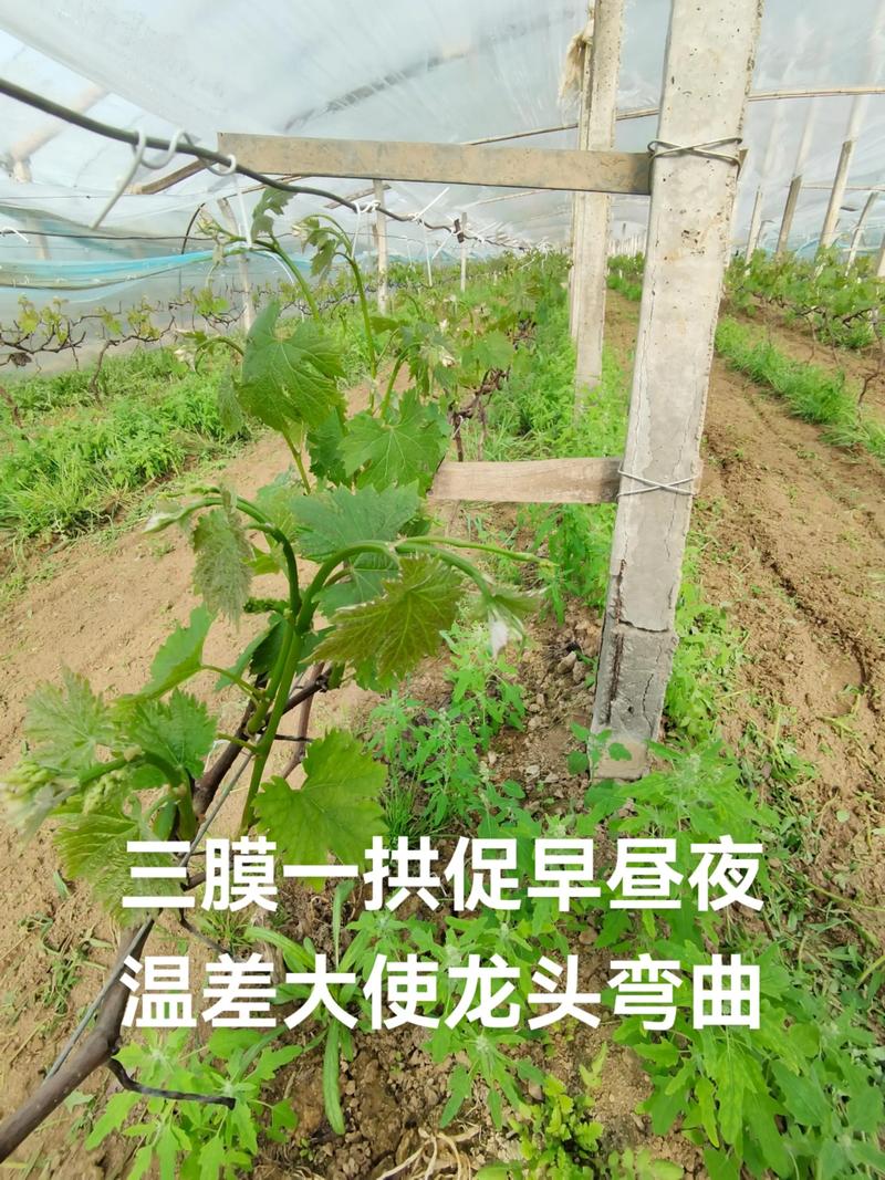 阳光玫瑰葡萄怎么种?从选苗到成活的完整种植指南 四、苗木选择与栽前处理