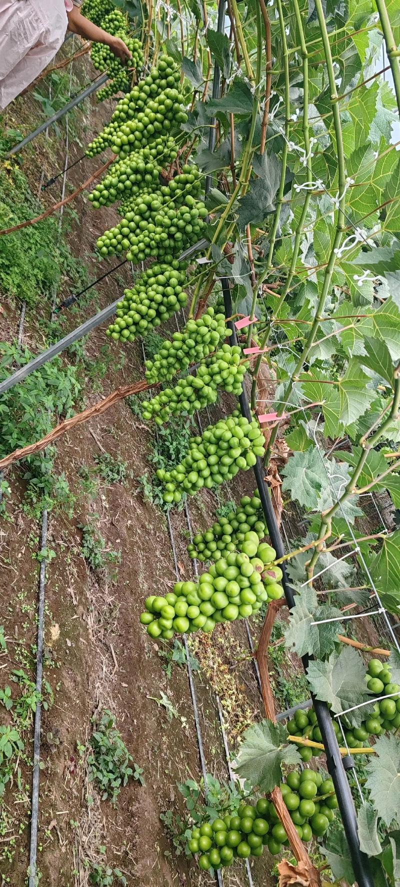 阳光玫瑰葡萄怎么种?从选苗到成活的完整种植指南 五、栽植深度与浇定根水