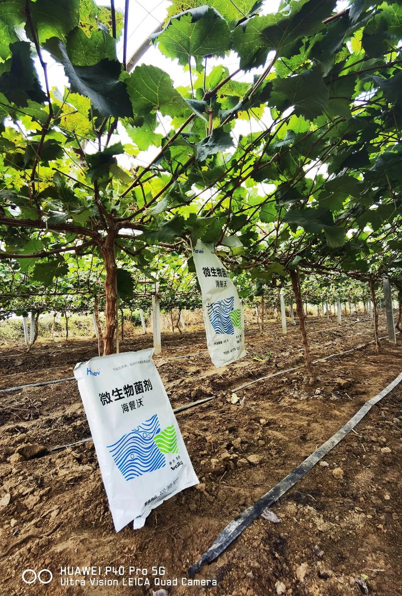 阳光玫瑰葡萄怎么种?从选苗到成活的完整种植指南 七、经济效益与产量参考(2026年数据)