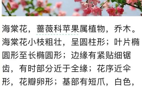如何栽培海棠花：从选时到成活的完整种植技术指南