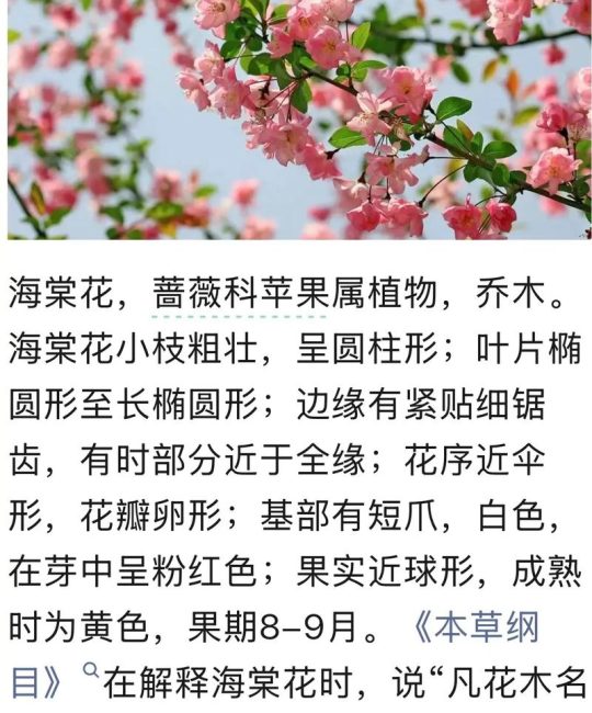 如何栽培海棠花：从选时到成活的完整种植技术指南