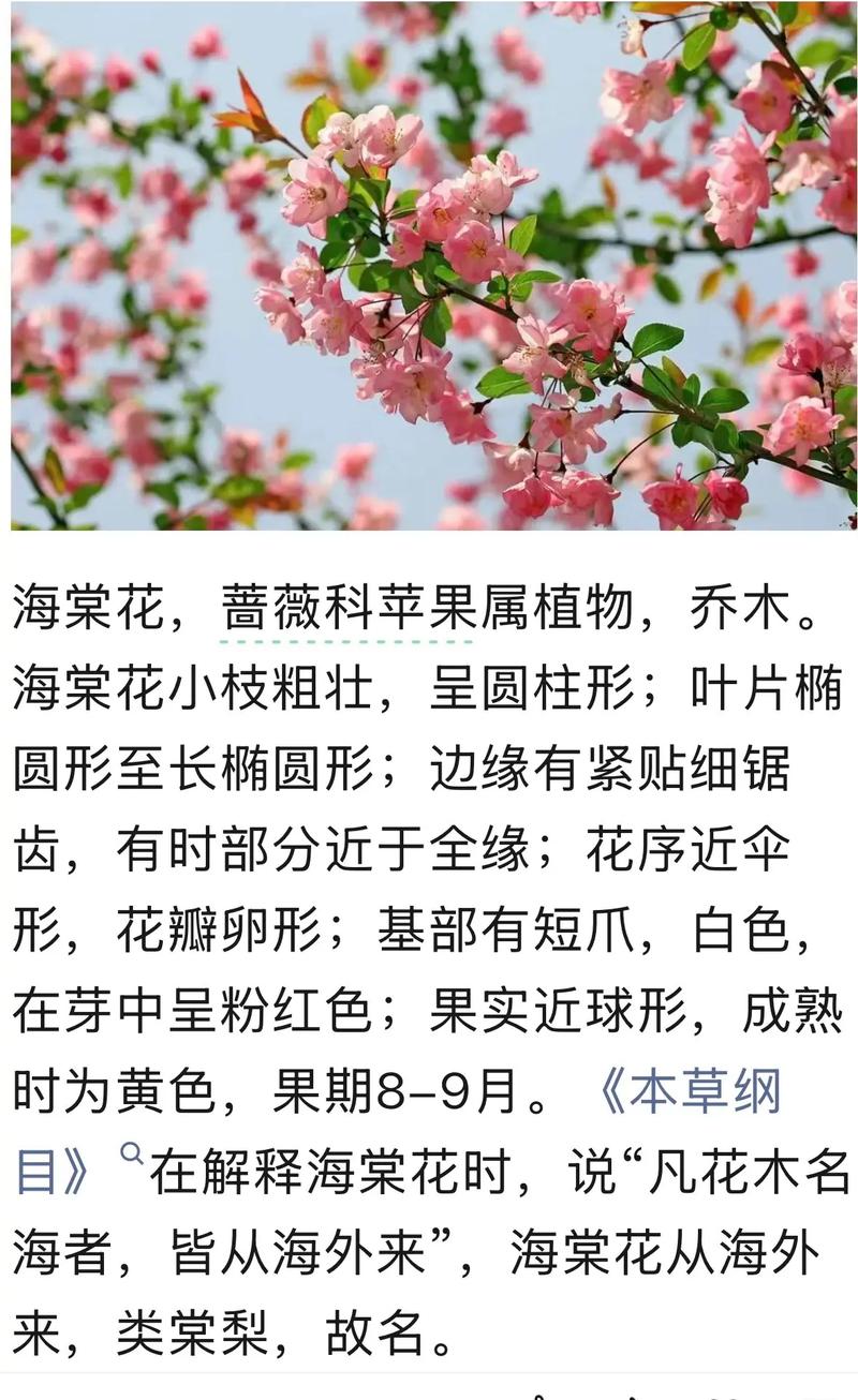 如何栽培海棠花:从选时到成活的完整种植技术指南 适宜时间